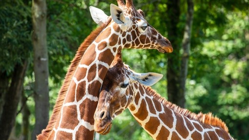 Giraffe zoo | Hill Dickinson